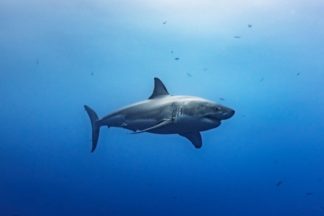 Underwater photography 11