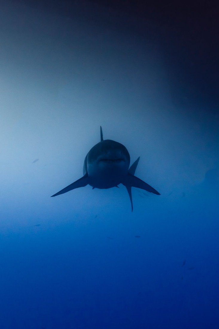 Underwater photography 12