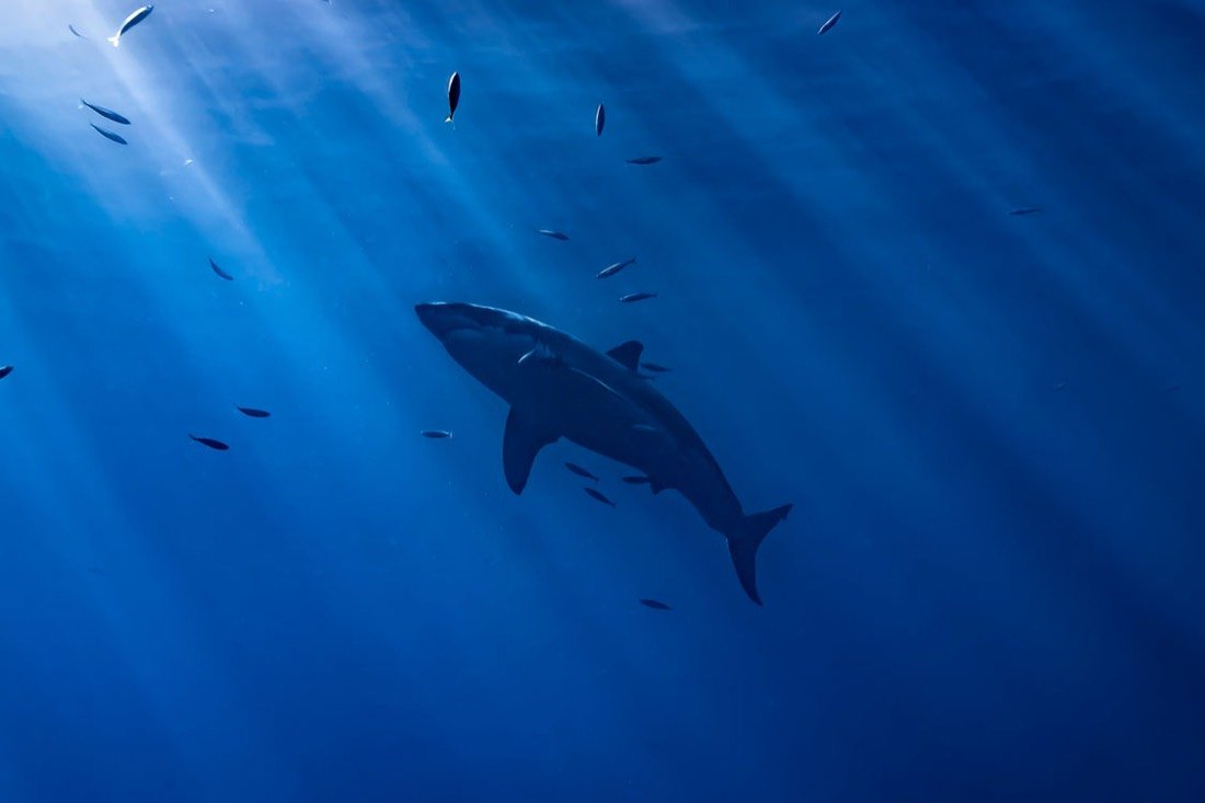 Underwater photography 2