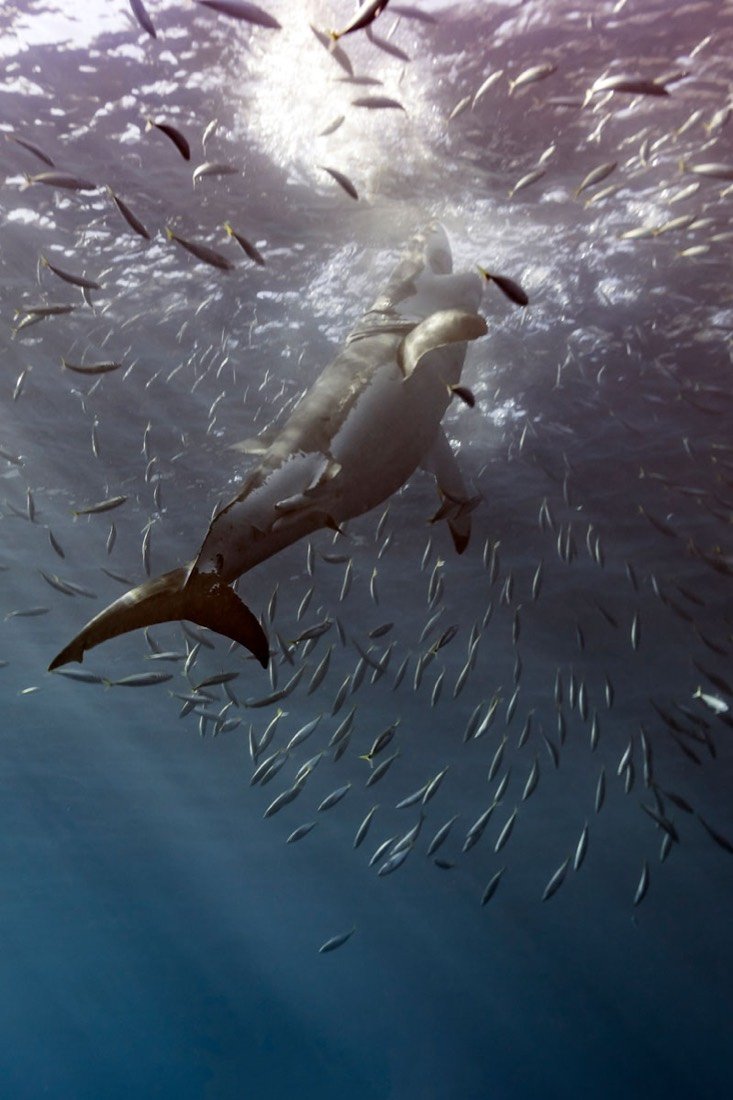 Underwater photography 3