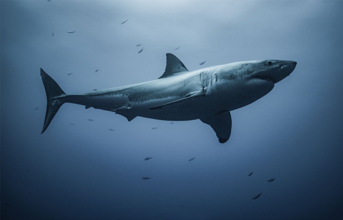 Underwater photography 9