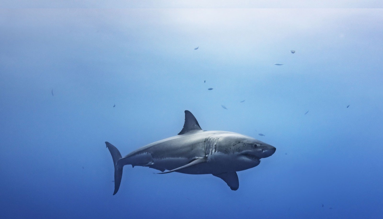 Underwater photography