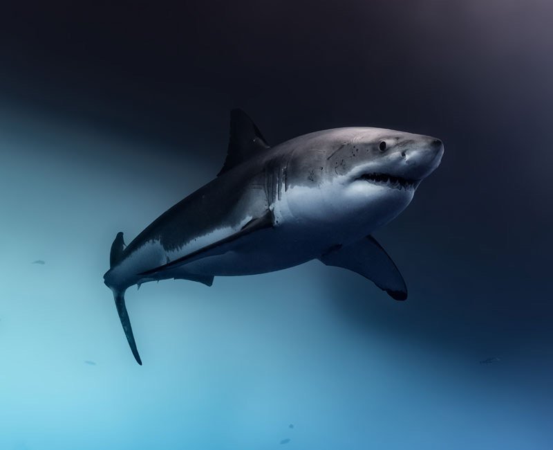 Underwater photography